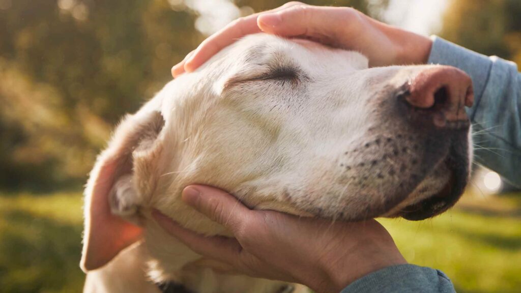 Faircape Life is pet-friendly