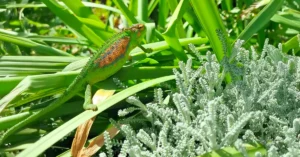 Life on an Eco Estate | Faircape Life | Faircape Group