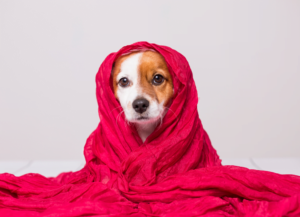 Sick dog