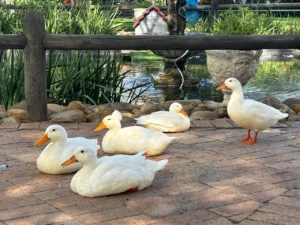 Quack the Code to Chemical-Free Gardening | Faircape Life | Faircape Group