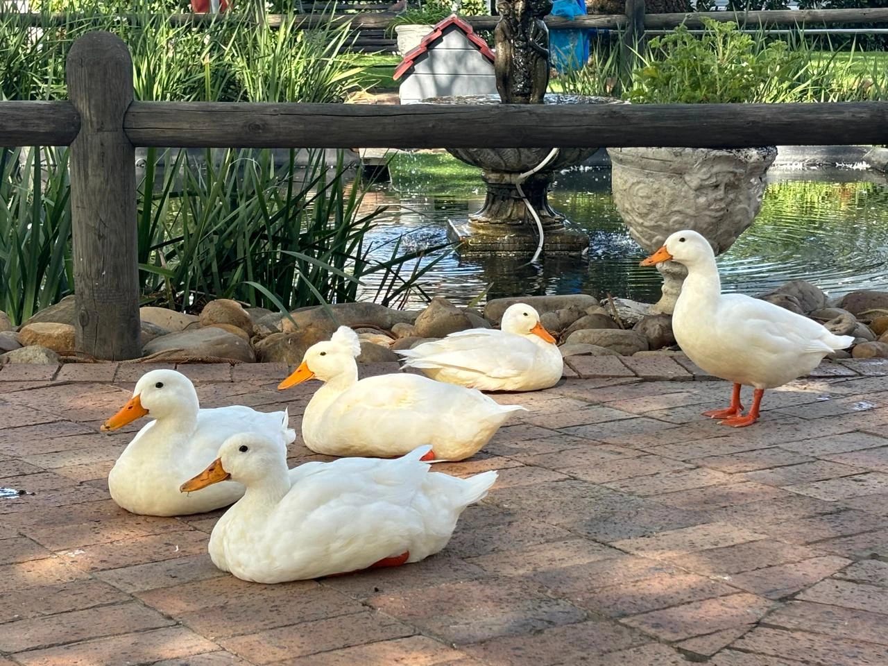 Quack the Code to Chemical-Free Gardening | Faircape Life | Faircape Group