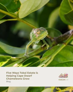 Five Ways Tokai Estate is Helping Cape Dwarf Chameleons Grow | Faircape Life | Faircape Group