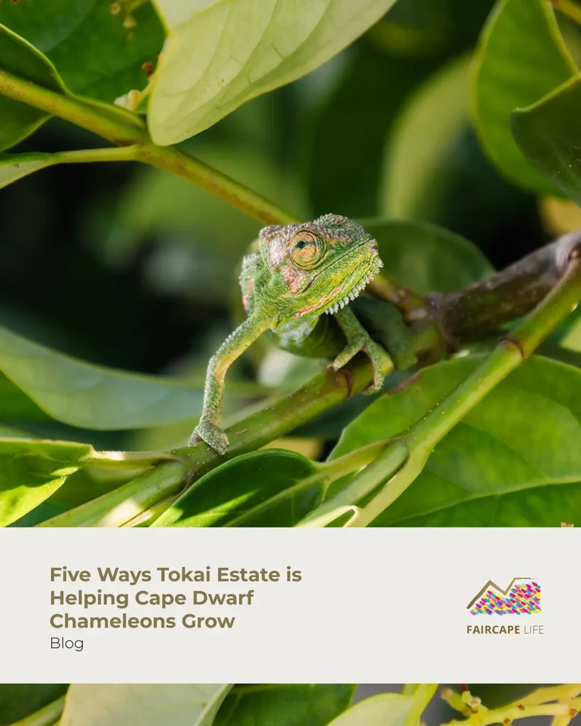 Five Ways Tokai Estate is Helping Cape Dwarf Chameleons Grow | Faircape Life | Faircape Group